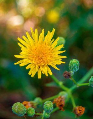 Doğal zemin üzerine sarı bir karahindiba fotoğrafı