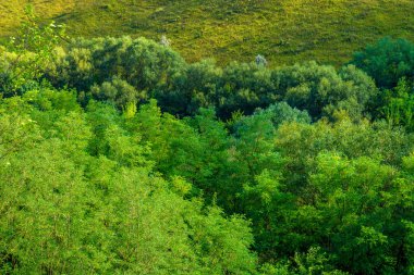 Güzel bir orman ve yeşil çim fotoğrafı