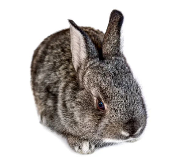 Fotografie malé králík izolovaných na bílém pozadí — Stock fotografie