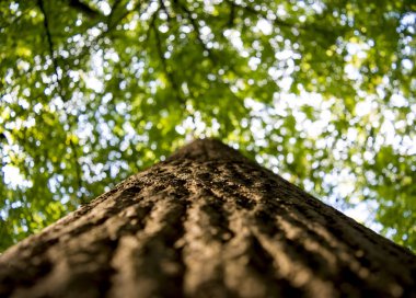 Yeşil bir ormandaki yaşlı bir ağaç fotoğrafı