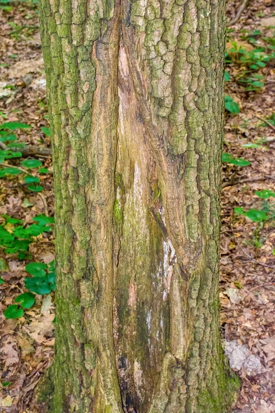 Foto de uma árvore velha em uma floresta verde — Fotografia de Stock