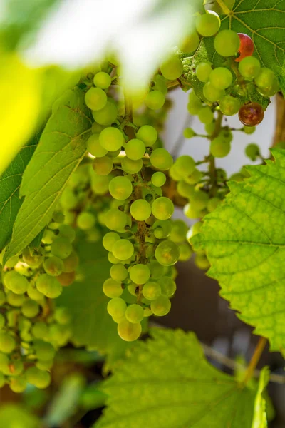 Foto van een tak van groene wijnstok druiven — Stockfoto