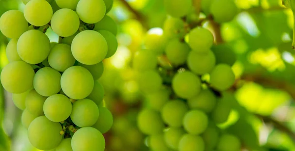 Foto eines Zweiges grüner Weintrauben — Stockfoto