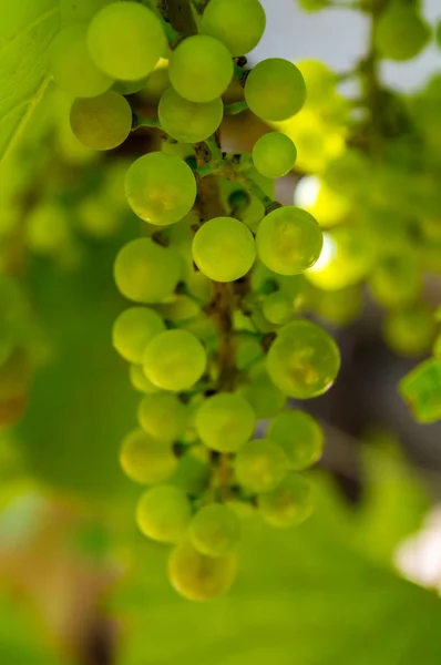 Photo of a branch of green vine grapes — Stock Photo, Image