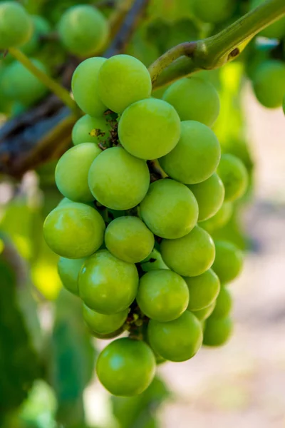 Photo of a branch of green vine grapes — Stock Photo, Image