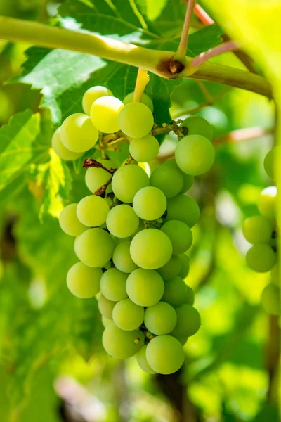 Photo of a branch of green vine grapes — Stock Photo, Image