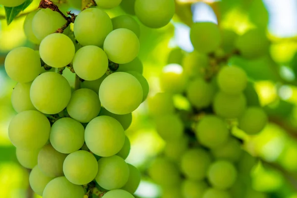 Foto eines Zweiges grüner Weintrauben — Stockfoto