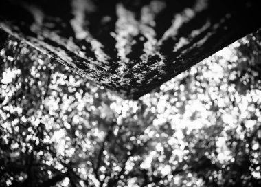 Siyah ve beyaz bir yeşil ormandaki yaşlı bir ağaç fotoğrafı