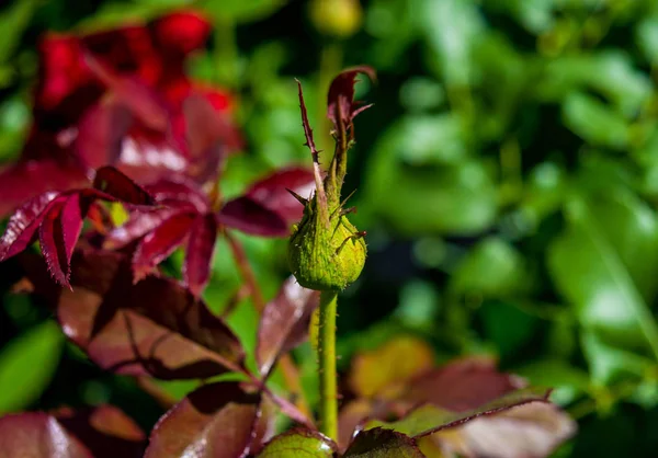 Foto de botão verde rosa em um fundo verde folhagem vermelha — Fotografia de Stock