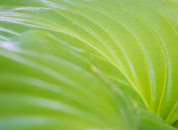 Photo of a texture of a big green leaf in the garden — Stock Photo, Image