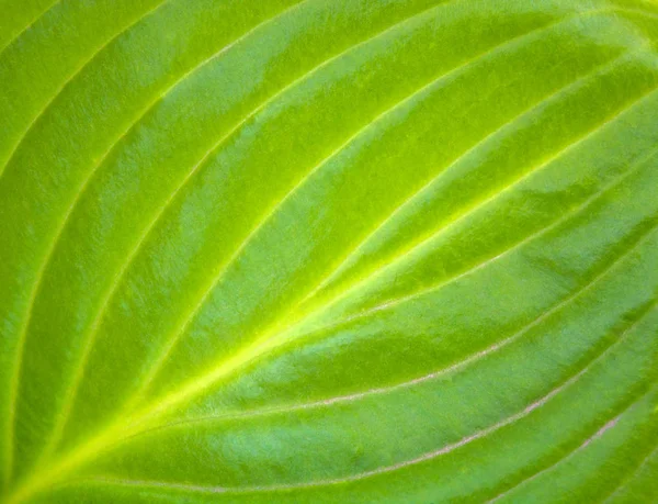 Foto de uma textura de uma grande folha verde no jardim — Fotografia de Stock