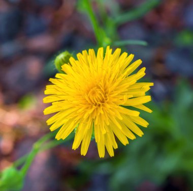 Doğal zemin üzerine sarı bir karahindiba fotoğrafı