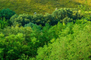 Güzel bir orman ve yeşil çim fotoğrafı