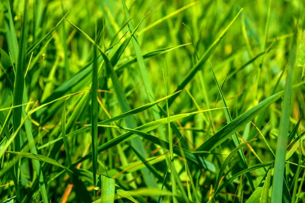 Foto de grama verde no dia de verão — Fotografia de Stock