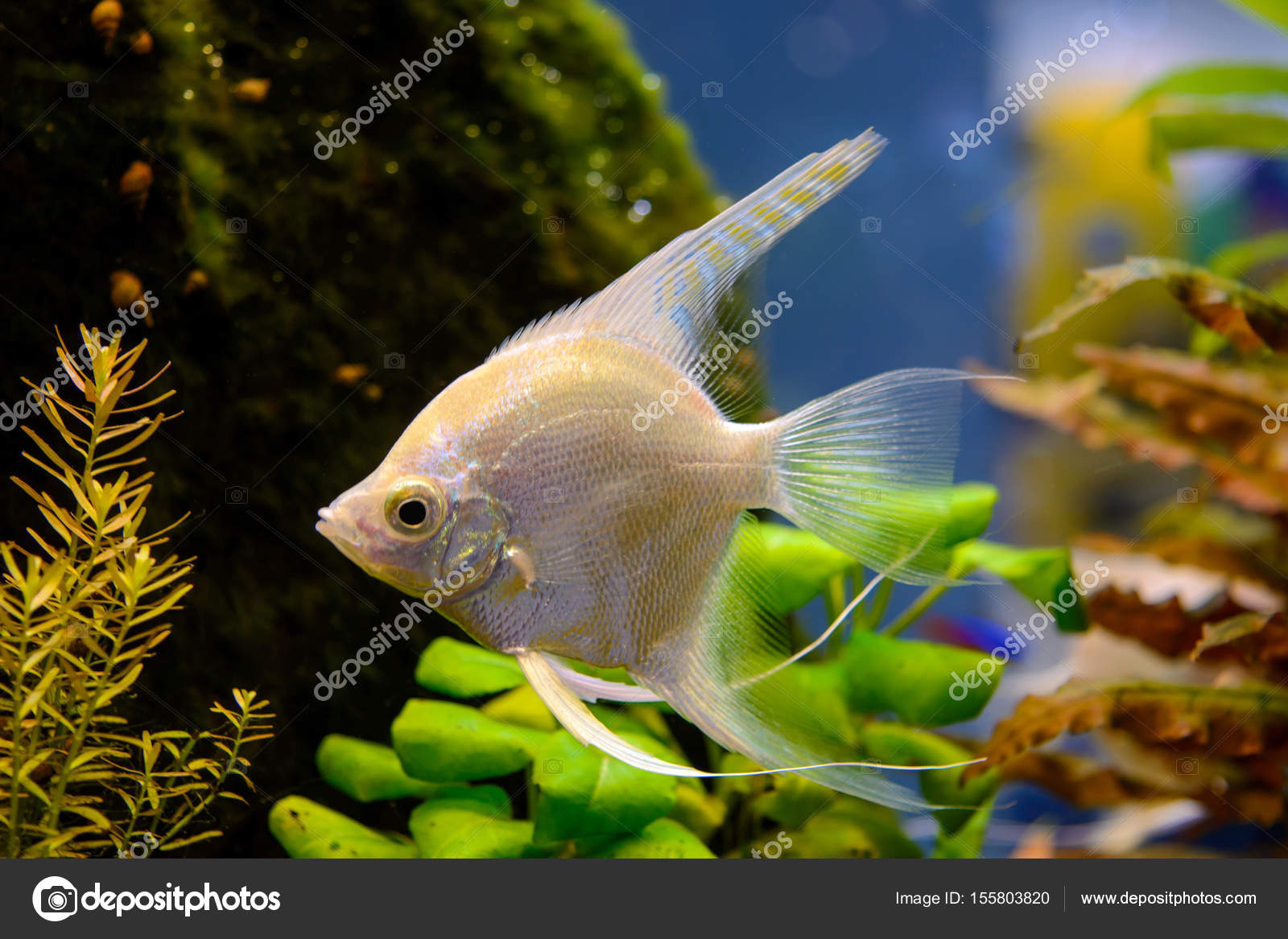 AQUARIO GRATIS SCARICARE