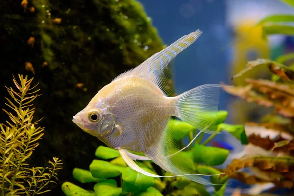 Yeşil doğal zemin üzerine beyaz akvaryum balık fotoğrafı