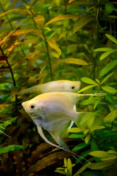 Фото акваріума біла риба на зеленому природному фоні — стокове фото