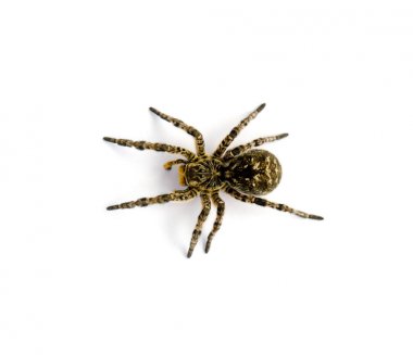 Beyaz arka plan üzerinde izole Lycosa singoriensis, siyah saç tarantula fotoğrafı