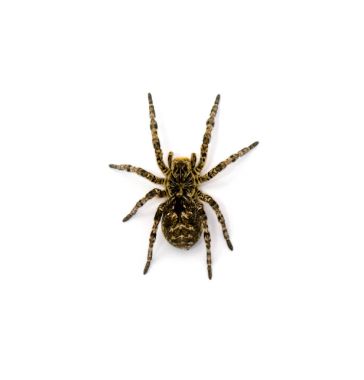 Beyaz arka plan üzerinde izole Lycosa singoriensis, siyah saç tarantula fotoğrafı