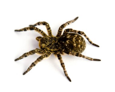 Beyaz arka plan üzerinde izole Lycosa singoriensis, siyah saç tarantula fotoğrafı