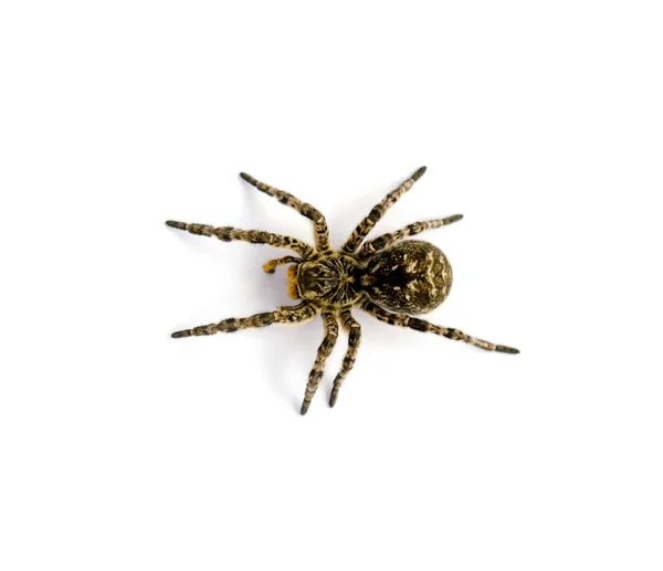 Photo of Lycosa singoriensis, black hair tarantula isolated on white background — Stock Photo, Image