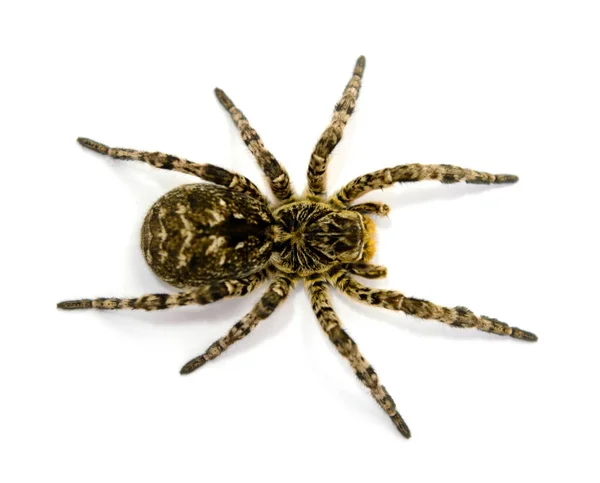 Foto de Lycosa singoriensis, tarântula de cabelo preto isolada sobre fundo branco — Fotografia de Stock