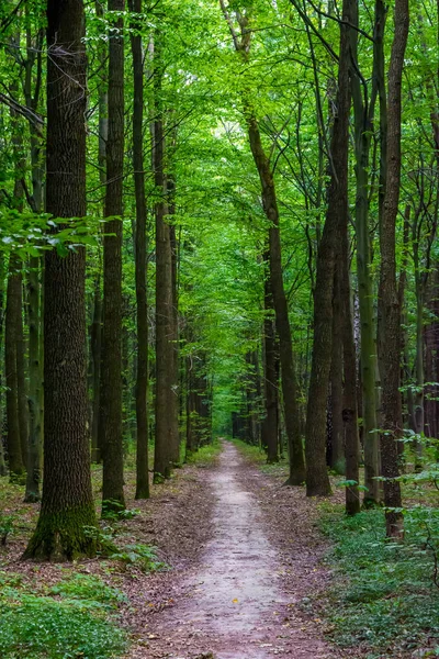 Φωτογραφία από μια παλιά δέντρα με δρόμο μέσα σε ένα καταπράσινο δάσος — Φωτογραφία Αρχείου