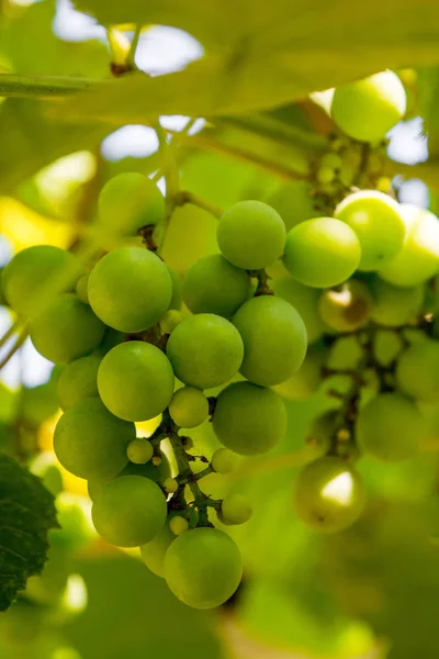 Photo of a branch of green vine grapes — Stock Photo, Image