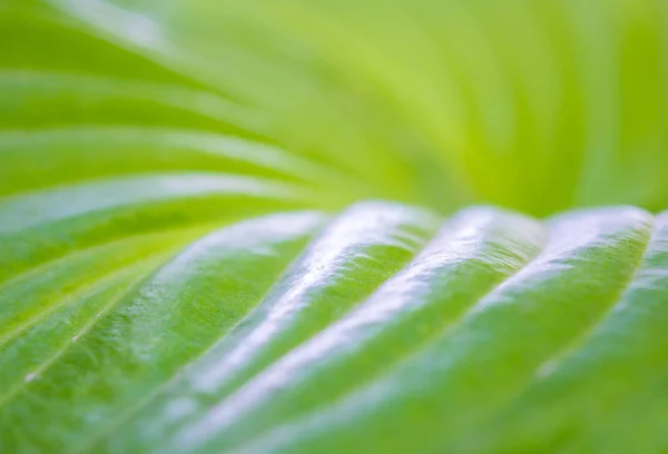 Photo of a texture of a big green leaf in the garden — Stock Photo, Image