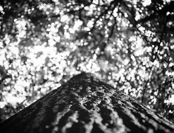 Foto della cima di un vecchio albero in una foresta verde bianco e nero — Foto Stock