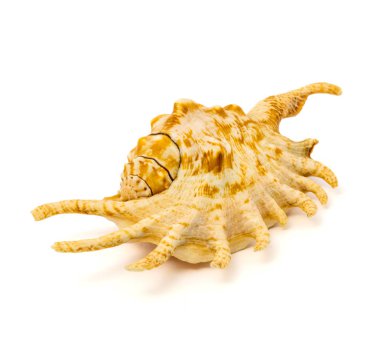 deniz kabuğu beyaz bir arkaplanda izole edilmiş