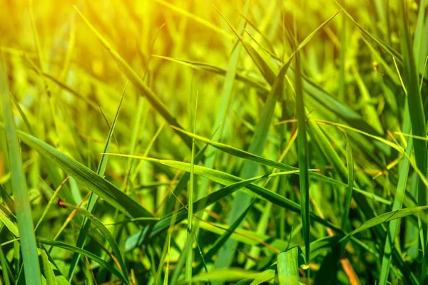 Photo of green grass at summer day — Stock Photo, Image