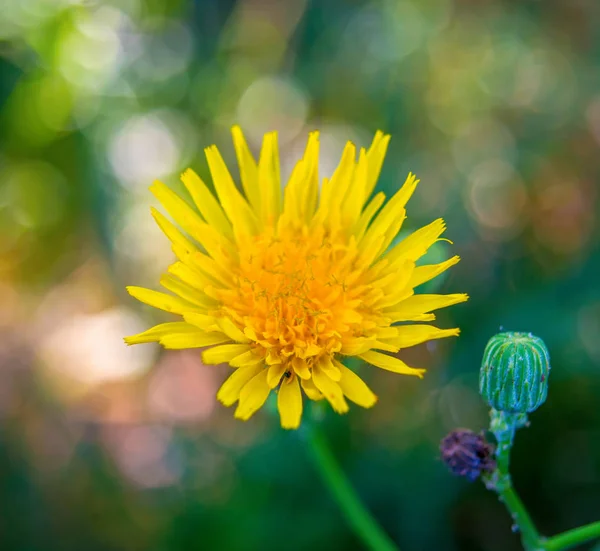 Doğal zemin üzerine sarı bir karahindiba fotoğrafı