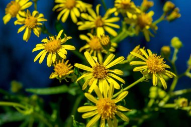 Fotoğraf mavi göl yakınındaki sarı çiçek