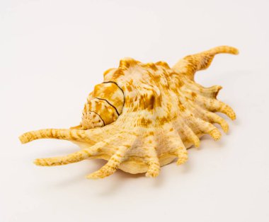 deniz kabuğu beyaz bir arkaplanda izole edilmiş