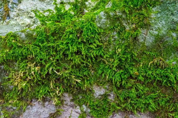 Photo of an old green moss on the stone in a forest — Stock Photo, Image