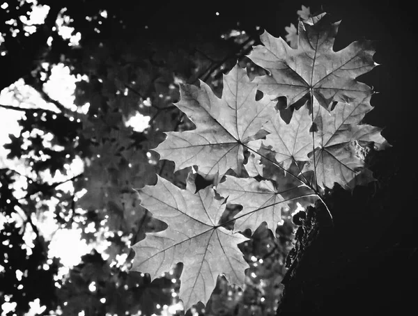 Foto des Zweiges in einem grünen Wald schwarz-weiß — Stockfoto