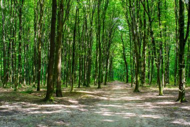 Yeşil bir ormanda yol ile eski bir ağaç fotoğrafı