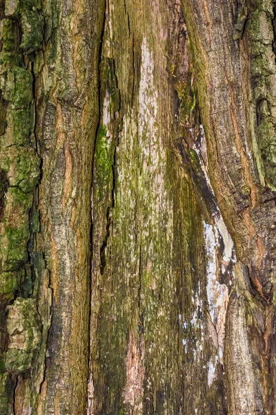 Foto di un vecchio albero in una foresta verde — Foto Stock