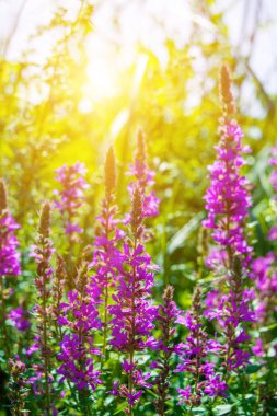 Yaz bir menekşe güzel çiçeklere fotoğrafı