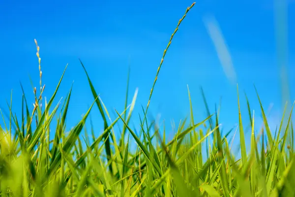 Photo of green grass at summer day on a blue sky background — Stock Photo, Image