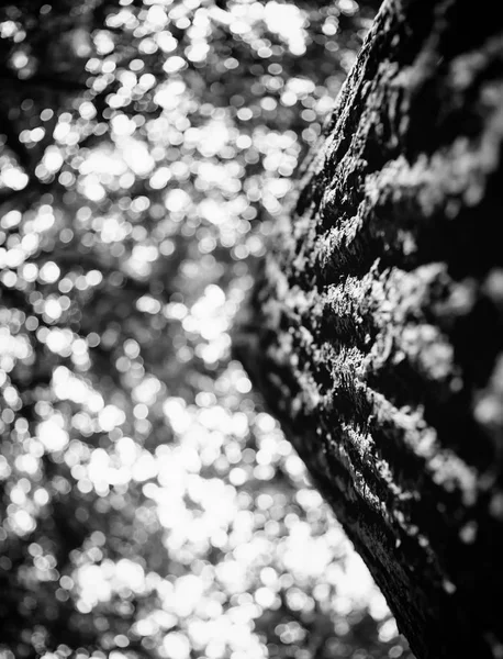 Foto della cima di un vecchio albero in una foresta verde bianco e nero — Foto Stock
