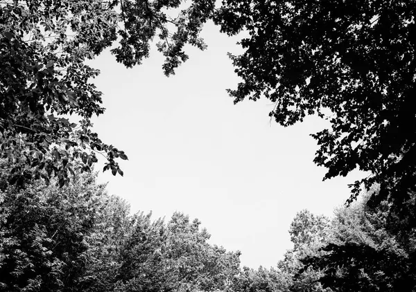 Photo of a big gap among trees in a green forest black and white — Stock Photo, Image