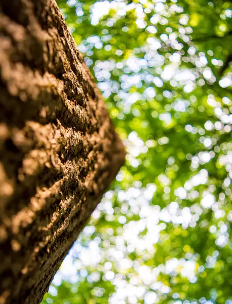 Foto van treetop van een oude boom in een groen bos — Stockfoto