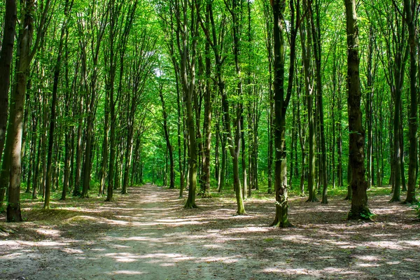 Φωτογραφία από μια παλιά δέντρα με δρόμο μέσα σε ένα καταπράσινο δάσος — Φωτογραφία Αρχείου