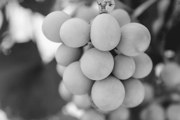 Foto de una rama de uvas verdes en blanco y negro — Foto de Stock