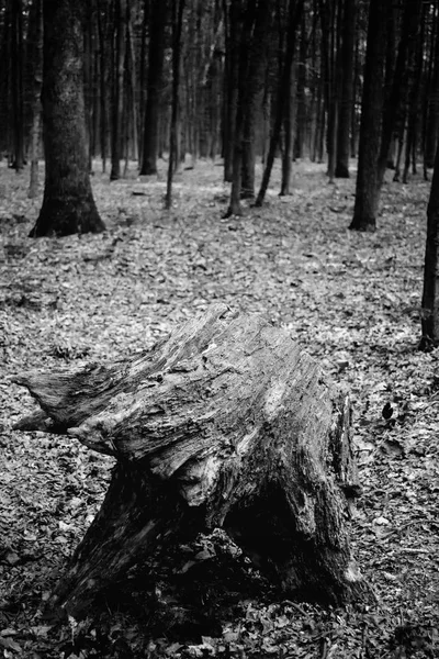 Foto di un vecchio ceppo in una foresta verde bianco e nero — Foto Stock