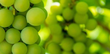 Bir dal yeşil asma üzüm fotoğrafı