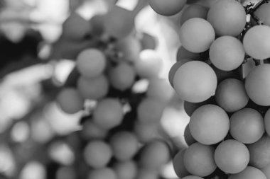 Bir dal yeşil asma üzüm siyah beyaz fotoğrafı