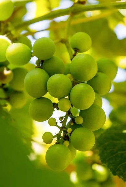 Foto eines Zweiges grüner Weintrauben — Stockfoto